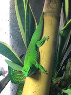 Phelsuma grandis - Madagaskar reuzendaggekko, Dieren en Toebehoren, Reptielen en Amfibieën, Hagedis, Met terrarium, 0 tot 2 jaar