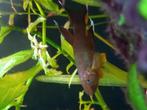 Kaap Lopez kilivis man., Dieren en Toebehoren, Vissen | Aquariumvissen, Vis, Zoetwatervis