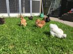 6 zijdehoen hennen, Dieren en Toebehoren, Pluimvee, Vrouwelijk, Kip
