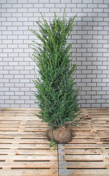 Taxus bacatta - venijnboom beschikbaar voor biedingen
