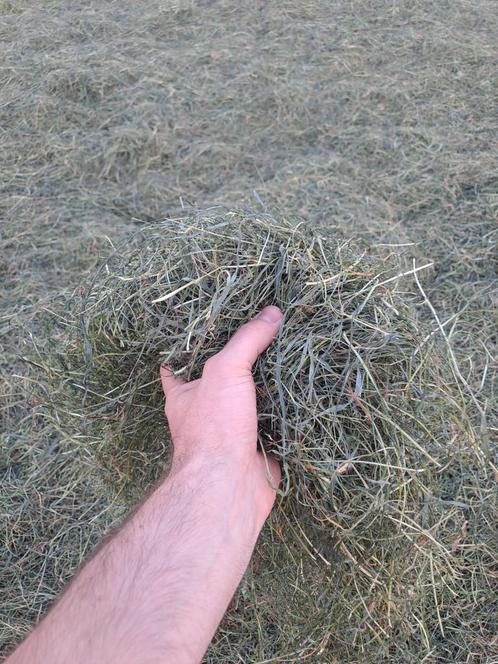Hooi / Hooibalen / paardenhooi, Dieren en Toebehoren, Dierenvoeding, Vee, Ophalen
