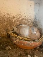 Sion kleurpostduiven, Mannelijk