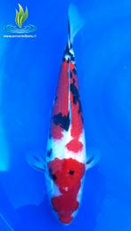 089 Sanke, Dieren en Toebehoren, Karper of Koi