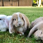 Lieve Hangoor (dwerg) rammen, gecastreerd en gevaccineerd