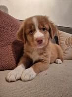 Nova scotia duck tolling retriever ( toller ) pup, 8 tot 15 weken, Eén hond, Nederland, Fokker | Hobbymatig