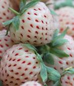 Ananasaardbei, pineberrie, witte aardbei, moestuinplantjes, Tuin en Terras, Planten | Tuinplanten, Ophalen, Zomer, Volle zon