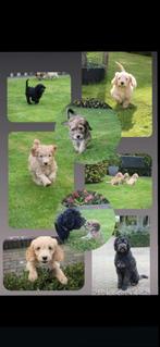 Labradoodle pups, Overige rassen, 8 tot 15 weken, Meerdere, Meerdere dieren