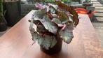 Blad begonia zonder pot, Ophalen, Overige soorten, Minder dan 100 cm