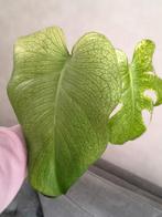 Monstera Mint, Huis en Inrichting, Ophalen of Verzenden, Overige soorten, Halfschaduw, Minder dan 100 cm