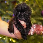Prachtige maltipoo pups, Dieren en Toebehoren, Honden | Niet-rashonden, CDV (hondenziekte), 8 tot 15 weken, Meerdere, Meerdere dieren