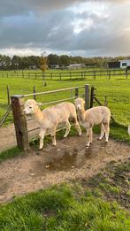 Alpaca hengsten, Dieren en Toebehoren, Overige Dieren, Augustus, Mannelijk