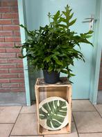 Microsorum scolopendrium Laua’e iki, Ophalen of Verzenden, Overige soorten, Minder dan 100 cm