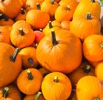 Halloween pompoenen, Ophalen, Nieuw