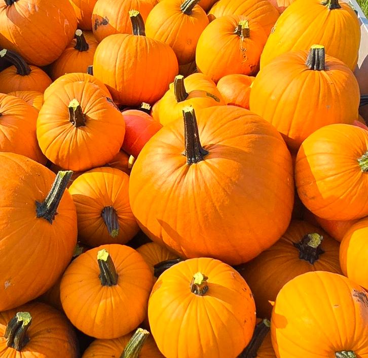 Halloween pompoenen, Hobby en Vrije tijd, Overige Hobby en Vrije tijd, Nieuw, Ophalen