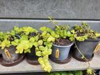 Penningkruid, gele bloem, Tuin en Terras, Planten | Tuinplanten, Ophalen, Zomer, Overige soorten, Volle zon