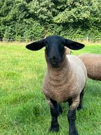 Suffolk ooien, Dieren en Toebehoren, Schapen, Geiten en Varkens, Vrouwelijk, Schaap