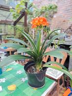 clivia bloeiende kamerplant, Tuin en Terras, Planten | Tuinplanten, Halfschaduw, Zomer, Vaste plant, Overige soorten