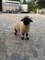 Walliser schwarznase stamboek ramlam, Dieren en Toebehoren, Mannelijk, Schaap