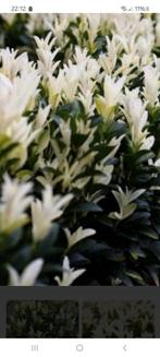 Gezocht : euonymus japonicus paloma blanca, Tuin en Terras, Overige soorten, Vaste plant, Ophalen of Verzenden, Halfschaduw