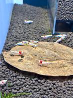 Crystal red (prl) caridina, Kreeft, Krab of Garnaal