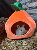 Prachtige Duitse reus x franse hangoor konijntjes!, Meerdere dieren, Groot, Hangoor, 0 tot 2 jaar