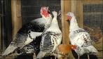 KALKOENKUIKENS, Dieren en Toebehoren, Pluimvee, Geslacht onbekend, Kalkoen