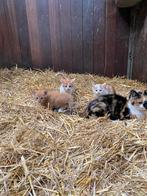 Lieve boerderij kittens, Dieren en Toebehoren, Meerdere dieren
