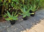 Aloë vera - vetplant, Ophalen, Vetplant, Halfschaduw, Minder dan 100 cm