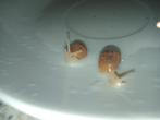 Baby Agaatslakken, Meerdere dieren