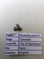 Haaientand uit Egem: Parotodus pavlovi (zeldzaam), Ophalen of Verzenden, Fossiel