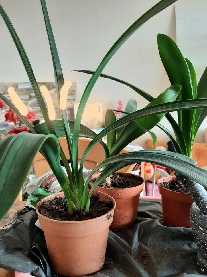 Jonge Clivia, Huis en Inrichting, Kamerplanten, Minder dan 100 cm, Halfschaduw, Ophalen