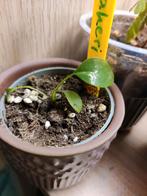 Anthurium bakeri, Ophalen, Overige soorten, Minder dan 100 cm