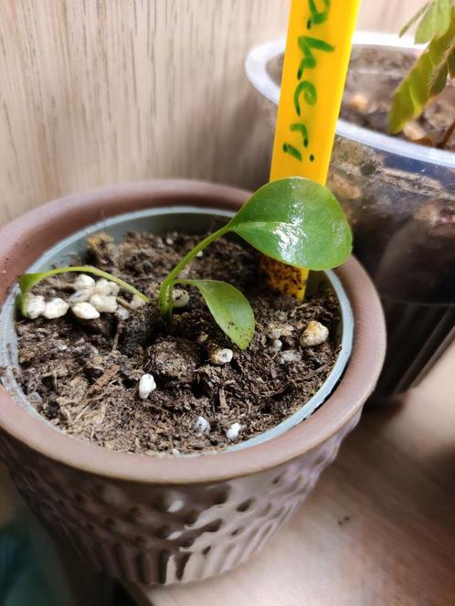 Anthurium bakeri, Huis en Inrichting, Kamerplanten, Overige soorten, Minder dan 100 cm, Ophalen