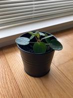 Pilea pannenkoekplant in nieuw metalen overpotje, Overige soorten, Minder dan 100 cm, Ophalen of Verzenden, Halfschaduw