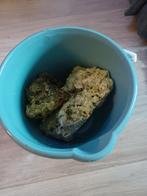 Levend steen, Dieren en Toebehoren, Ophalen of Verzenden, Plant(en), Steen of Hout