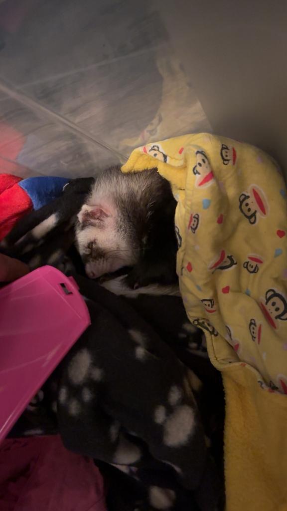 Jonge vrouwtjes Fret, Dieren en Toebehoren, Overige Dieren, Vrouwelijk, April