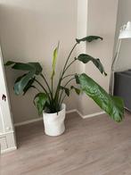 Nooie grote plant, Ophalen, Overige soorten, Minder dan 100 cm