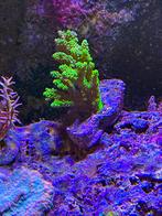Acropora tenuis rainbow, Dieren en Toebehoren, Ophalen, Nieuw, Gevuld zeewateraquarium