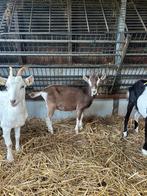 Toggenburger bok, Dieren en Toebehoren, Schapen, Geiten en Varkens, Mannelijk, Geit, 0 tot 2 jaar