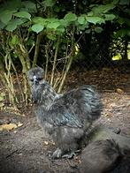 Zwarte zijdehoen haan, Dieren en Toebehoren, Pluimvee, Mannelijk, Kip