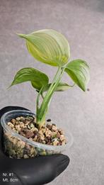 Scindapsus White Monster - Div. Maten, Ophalen of Verzenden, Overige soorten, Minder dan 100 cm