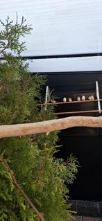 Zilverbekjes te koop (4 jongen en een witte pop)., Meerdere dieren