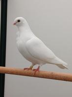 Koppel witte figurita duiven, Dieren en Toebehoren, Meerdere dieren, Overige soorten