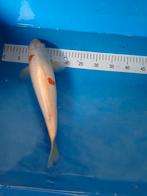 Japanse  koi, Dieren en Toebehoren, Vissen | Vijvervissen, Karper of Koi
