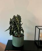 Amzonica kamerplant met pot, Ophalen, Halfschaduw, Minder dan 100 cm