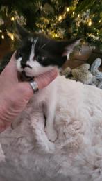 Kittens half Maine Coon gechipt, Meerdere dieren, Gechipt