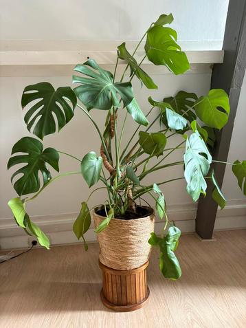 Gezonde monstera kamerplant in pot beschikbaar voor biedingen