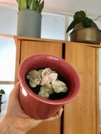 Bijzonder plantje( Peperomia Pink Prinses?) in roze pot, Ophalen of Verzenden, In pot, Halfschaduw, Minder dan 100 cm