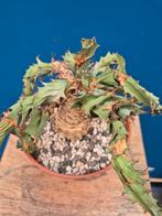 Caudex Euphorbia Tortirama p17, Ophalen of Verzenden, Halfschaduw, Minder dan 100 cm