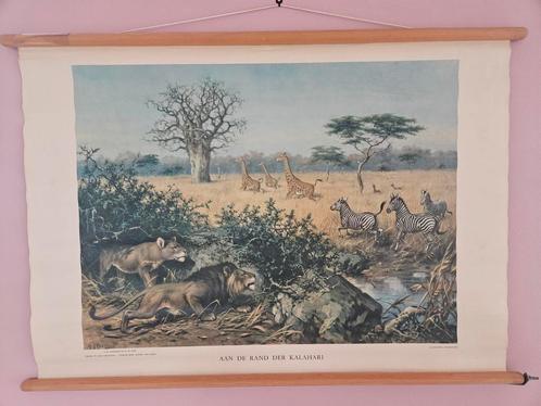 Schoolkaart: Aan de rand van de Kalahari, Antiek en Kunst, Antiek | Schoolplaten, Natuur en Biologie, Ophalen